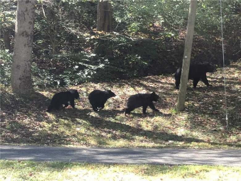 Bear Crossing - Two Bedroom Cabin