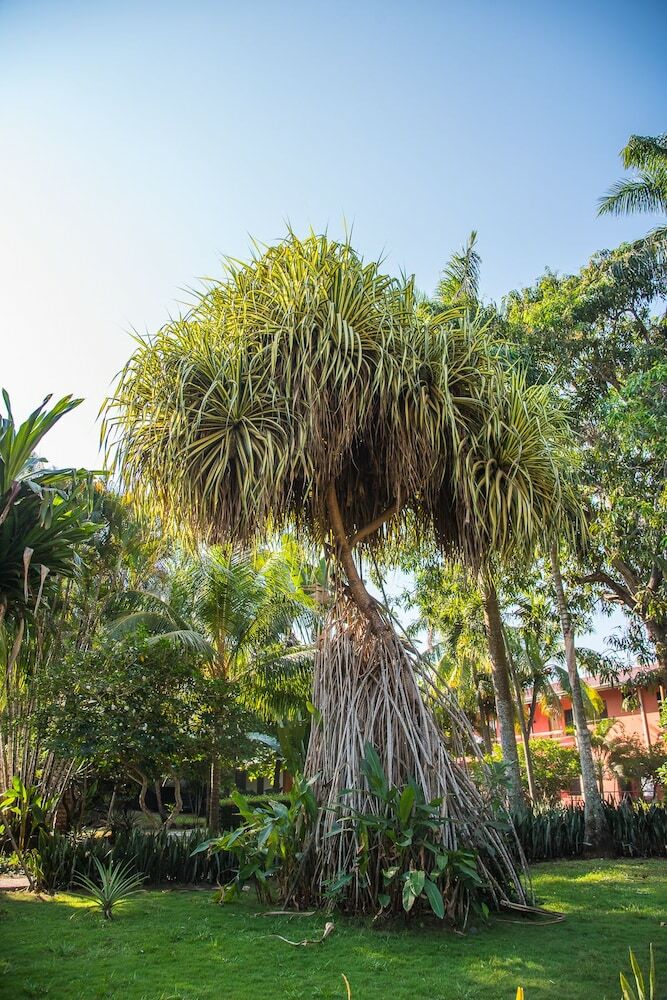 Hotel Tropical Garden