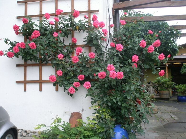Landhotel Elfenhof