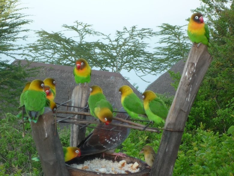Posada Sunbird Lodge Elementaita