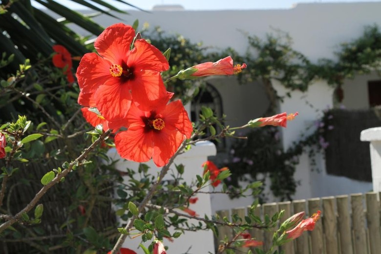 Hostal El Capi