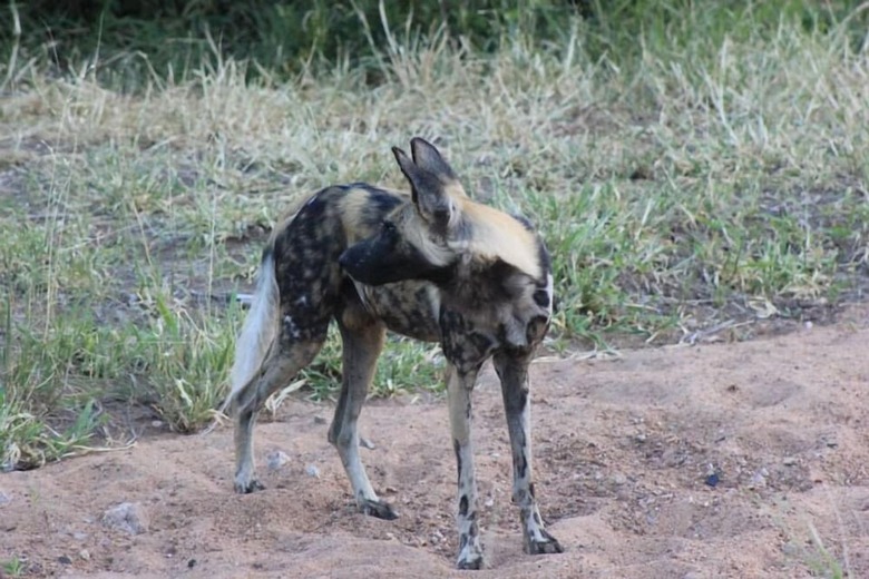 Posada Buffalo Tented Lodge