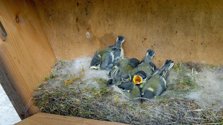 Pension Haus Wildbach