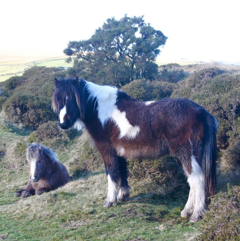 Dartmoor House B&B
