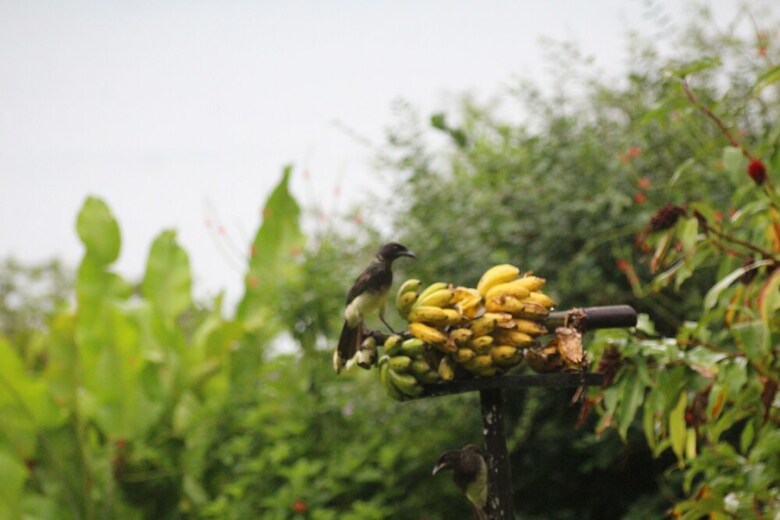 Posada Ceiba Tree Lodge