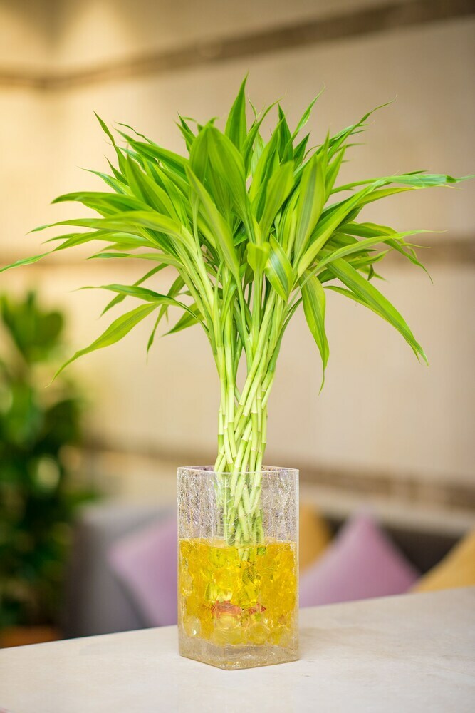 Golden Garden Almadina Hotel