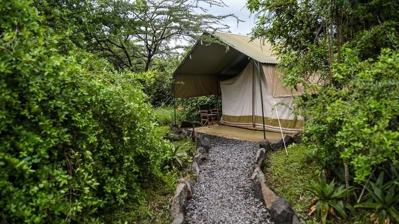 Punda Milias Camp Nakuru