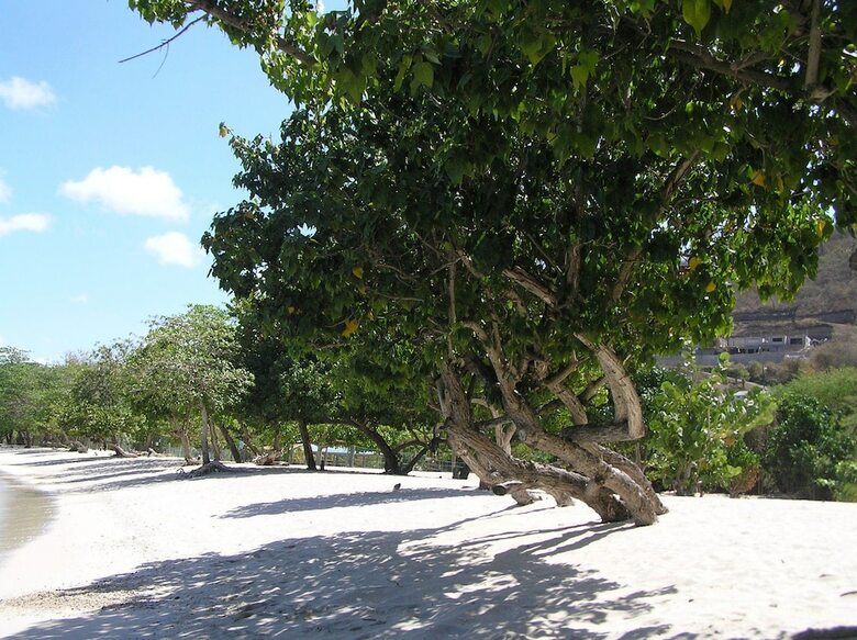 Hotel Kalinago Beach Resort