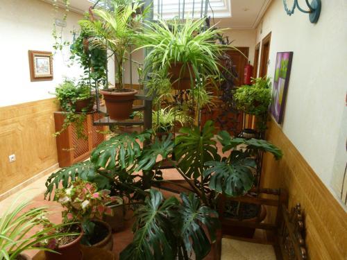 Hotel Paqui