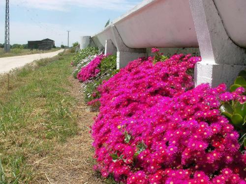 Hostal La Posada H�pica