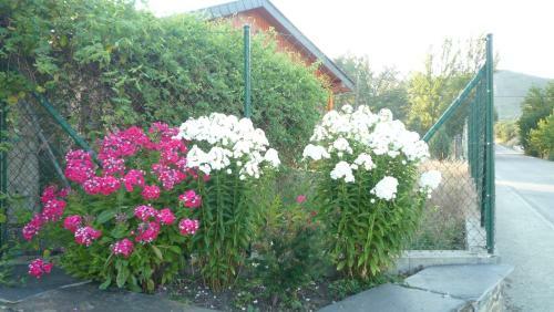 Planetancares