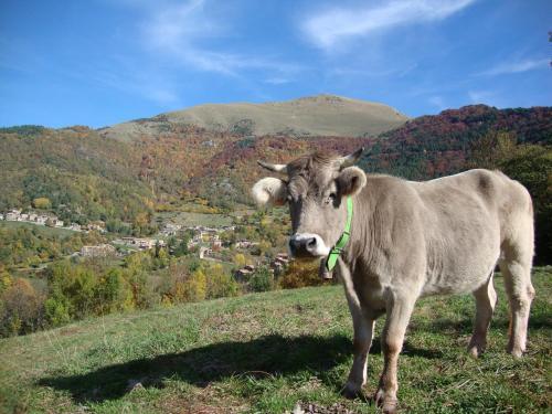 Hostal Molin�