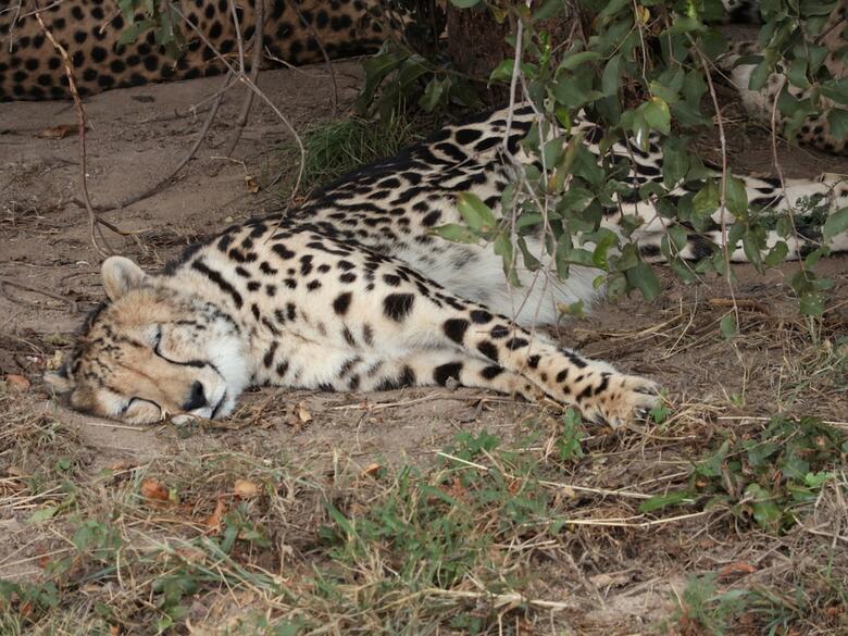 Posada Kruger Park Tours