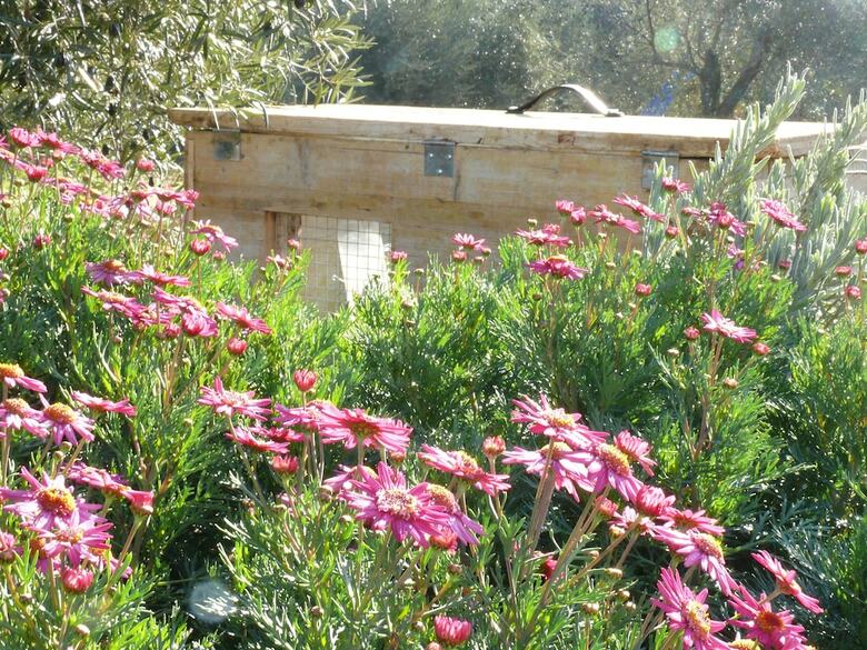 Villa El Toro Blanco