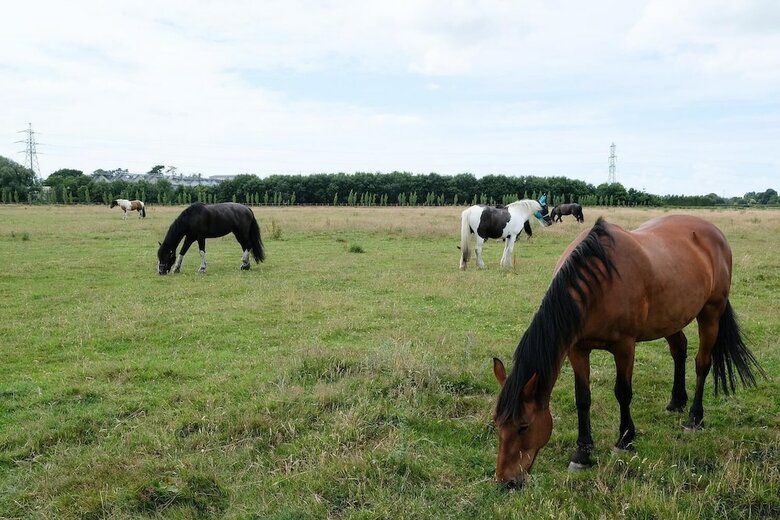Bed & Breakfast Willowbrook Riding Centre