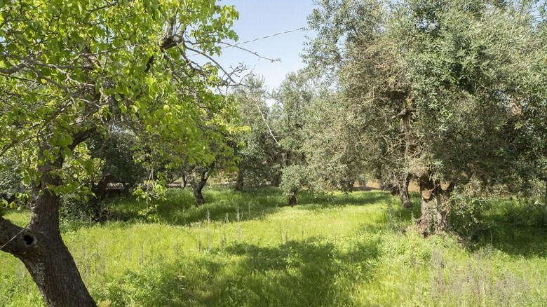 Apartamento Trullo Pinto