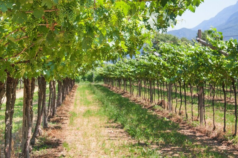 Agroturismo Agriturismo Revena