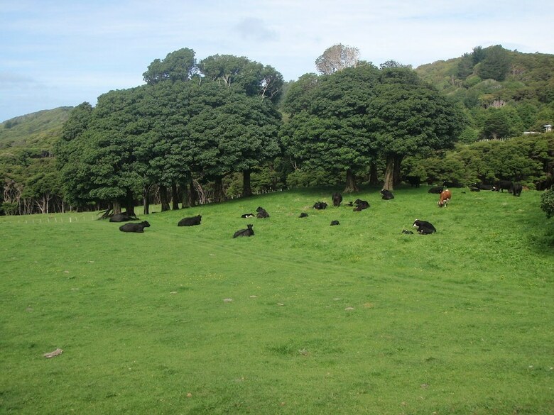 Nga Puriri Bed And Breakfast
