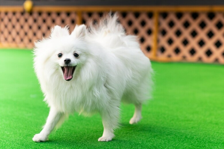 Two Puppy Place Pension