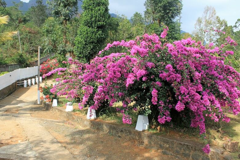 Hotel Jungle Tide Bungalow
