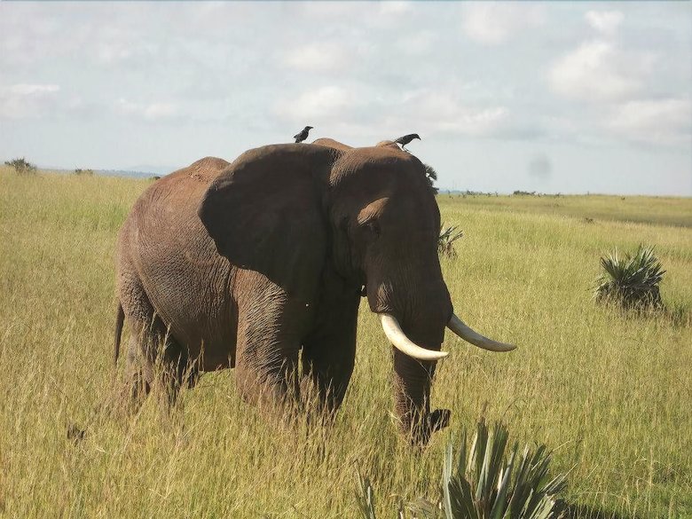 Posada Pakuba Safari Lodge