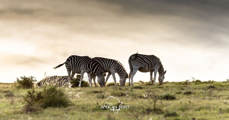 Posada African Spirit Game Lodge