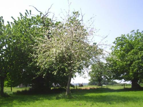 Bed & Breakfast Chambres D'h�te Honey Orchard Farm