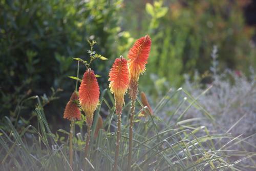 Hostal La Maison D'ulysse