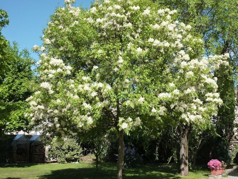 Apartamento Appartamenti Il Giardino Alberato