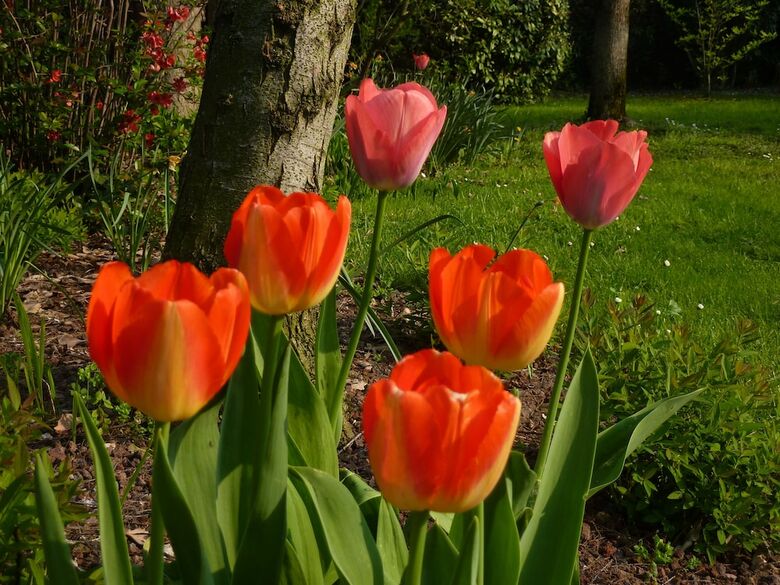 Apartamento Appartamenti Il Giardino Alberato