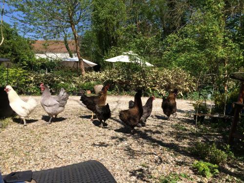Bed & Breakfast Chambres D'h�tes Du Jardin Francais
