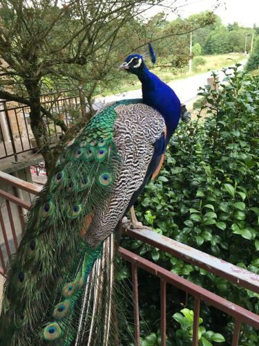 Bed & Breakfast Villa Tranquillit�