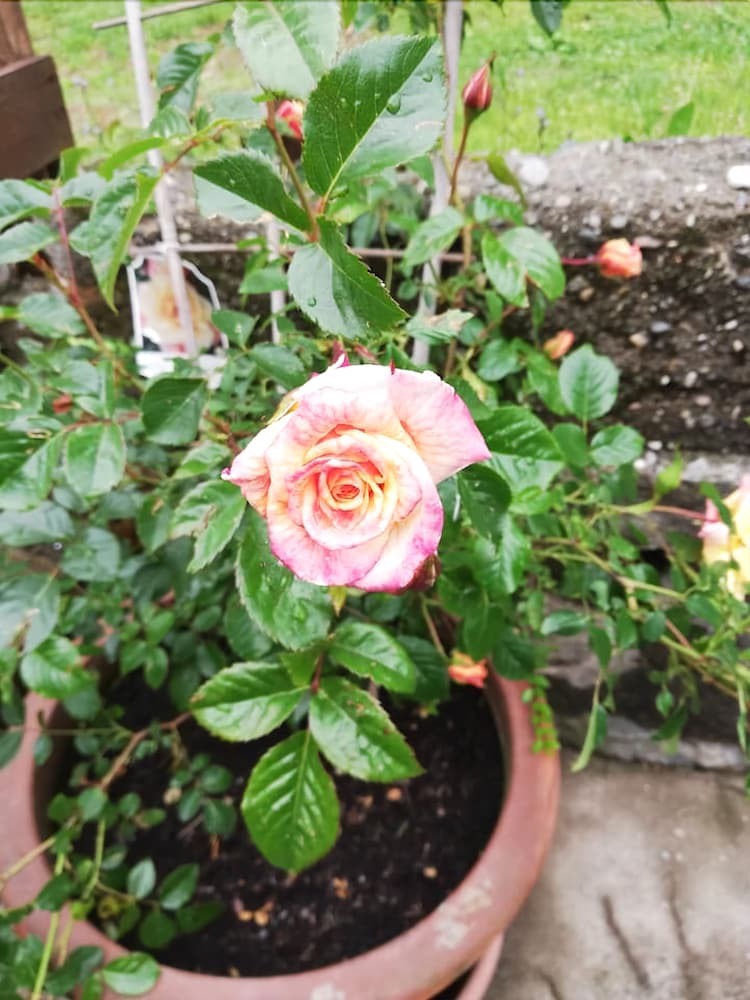 Bed & Breakfast La Fattoria Del Pino