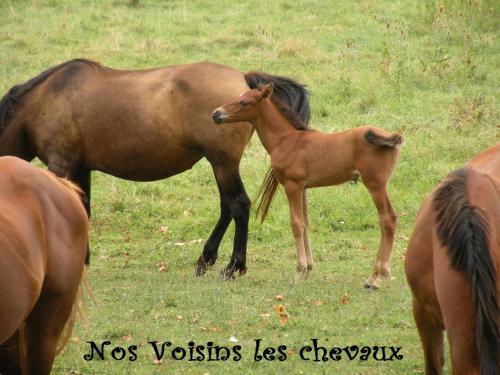 Bed & Breakfast Moulin de Rioupassat Chambres D'h�tes de Charme