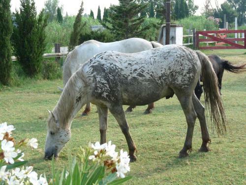 Bed & Breakfast Bergerie D'alivon En Camargue