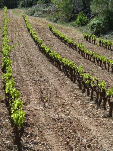 Bed & Breakfast Les Vignes De Terrisse
