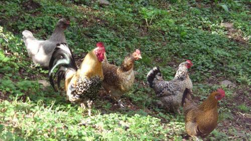 G�te La Bertich�re
