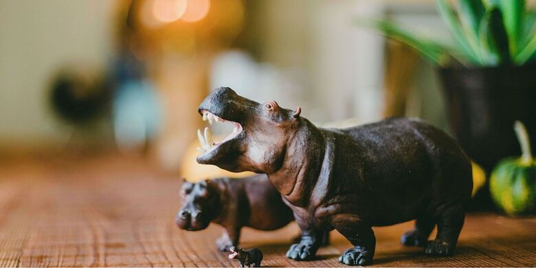 Hostal Hippo Hostel & Cafe Bar