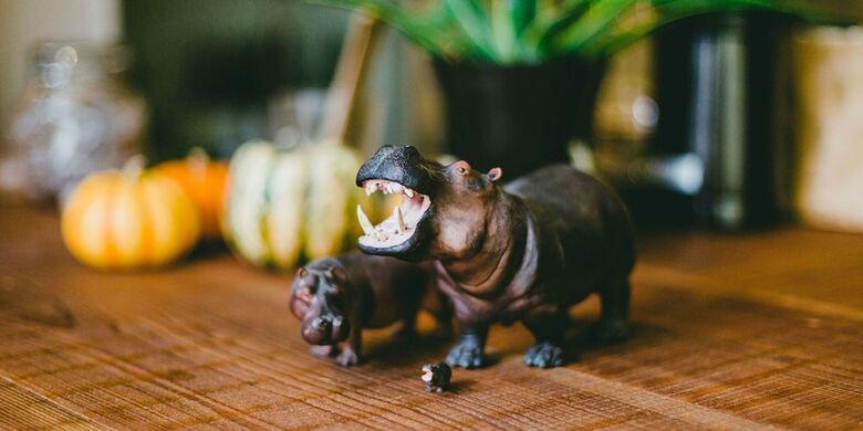 Hostal Hippo Hostel & Cafe Bar