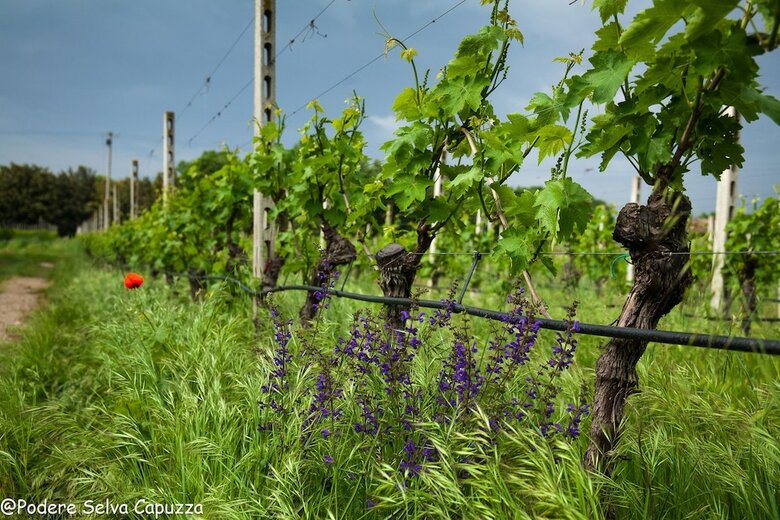 Agroturismo Borgo San Donino - Selva Capuzza