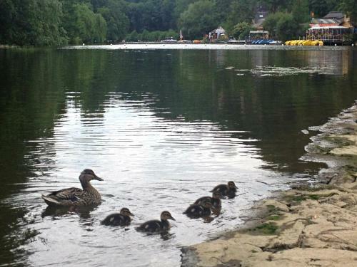 G�te Du Moulin Du Vey