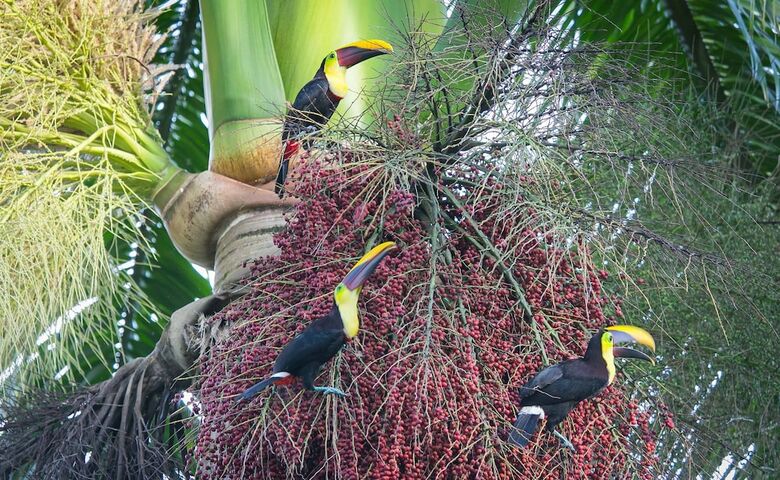 Luxury Villas Of Rancho Manuel Antonio