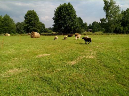 Hostal Spreew�lder Naturlandhof Pension