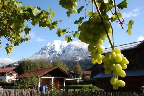 Apartamento G�stehaus Alpin