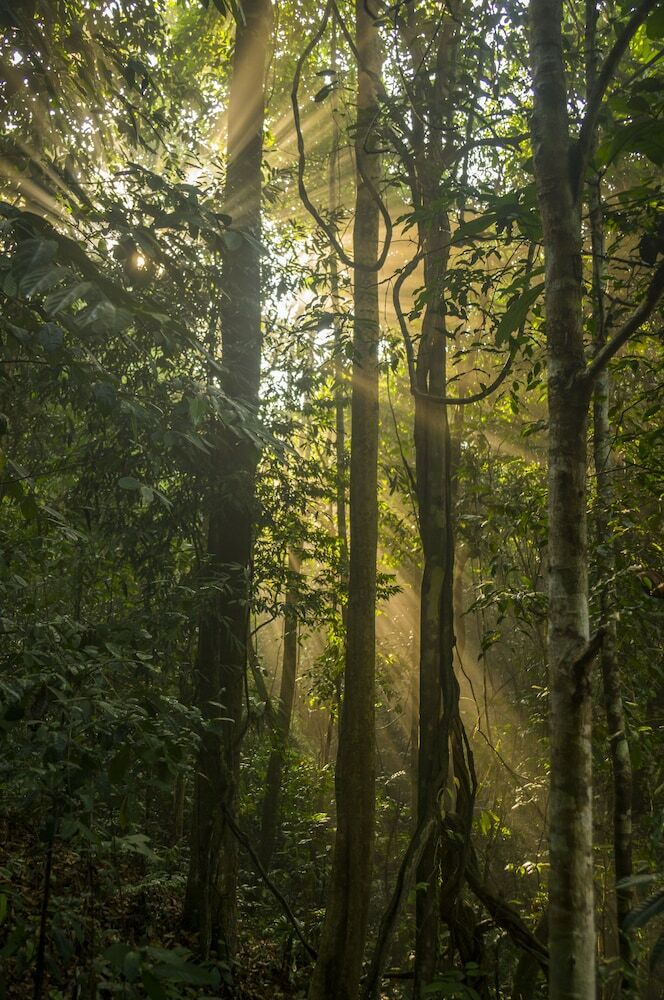 Hostal Kinabatangan Wildlife Lodge