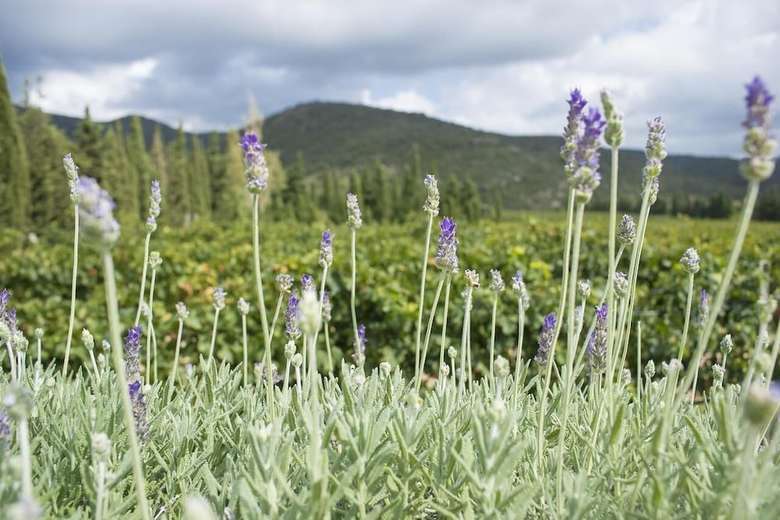 Agroturismo El Recer de Masia Serra
