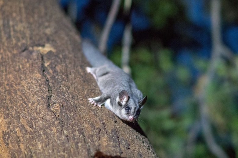 Kalimna Woods Cottages