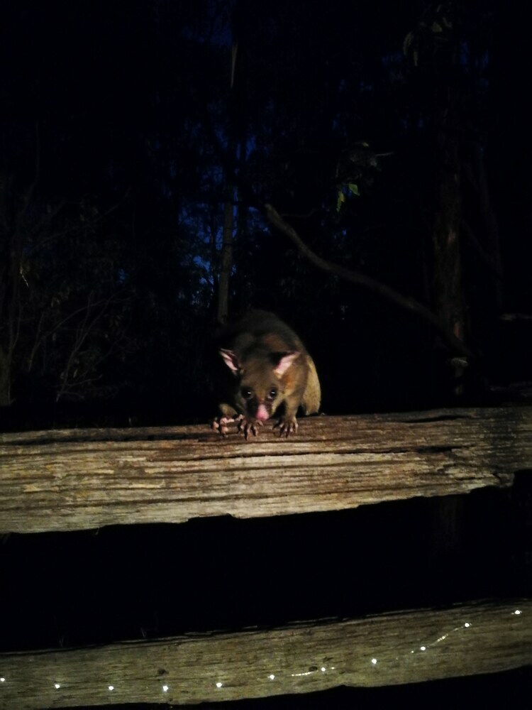 Kalimna Woods Cottages