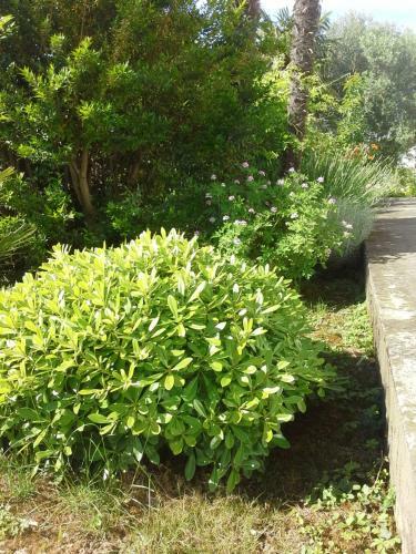 Apartments Piran Garden