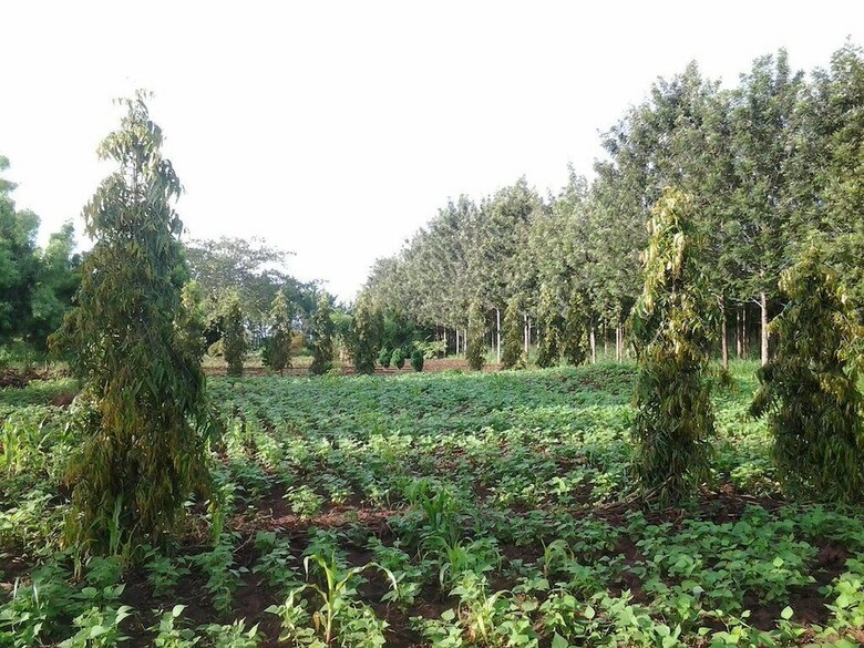 Bed & Breakfast Brownstone Country Home Lira Uganda